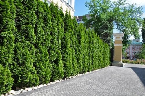 15st. Thuja Smaragd 170-200cm ohne Ballen gemessen | XXL Ballenware Lebensbaum | Immergrüne Heckenpflanze | Schmal, pflegeleicht & winterhart, Baumschulqualität von PFLANZHITS Ihr Pflanzenpartner