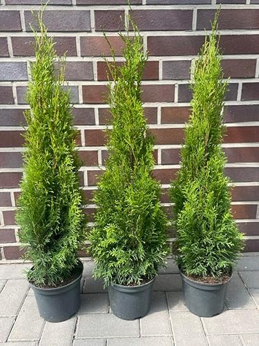 15st. Thuja Smaragd 90-120cm für 5m Hecke Lebensbaum Heckenpflanzen "Edelthuja" von PFLANZHITS Ihr Pflanzenpartner