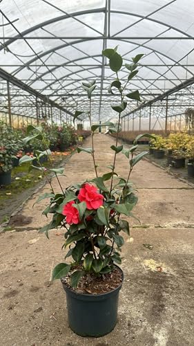 1st. Japanische Kamelie in roter Blüte 60-80cm im großem Topf von PFLANZHITS Ihr Pflanzenpartner