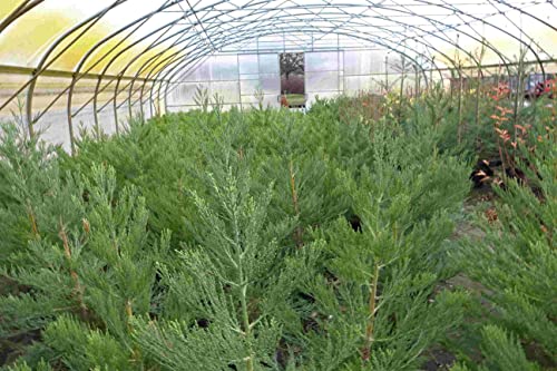 1st. Mammutbaum 40-60cm im Topf Sequoiadendron giganteum Riesenmammutbaum Idealer Solitärbaum 1st. Mammutbaum 40-60cm im Topf Sequoiadendron giganteum Riesenmammutbaum Idealer Solitärbaum von PFLANZHITS Ihr Pflanzenpartner