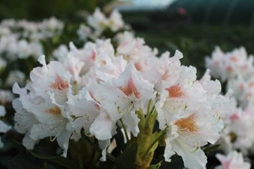 1st. Rhododendron ‘Cunningham’s White’ 40-60cm im großen Topf von PFLANZHITS Ihr Pflanzenpartner