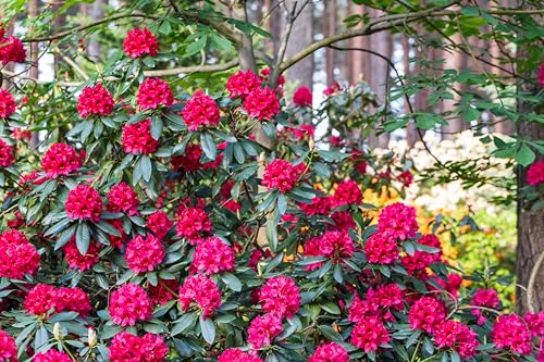 1st. Rhododendron ‘Nova Zembla’ 40-50cm im großen Topf von PFLANZHITS Ihr Pflanzenpartner