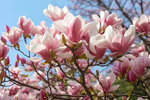 1st. Tulpen-Magnolie 60-80cm im großem Topf von PFLANZHITS Ihr Pflanzenpartner