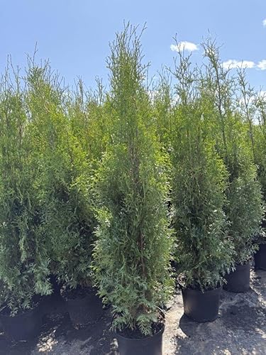 2 Thuja Brabant 125-150cm XXl ohne Topf gemessen frisch vom Feld Gartenhecke Heckenpflanzen Immergrüner Lebensbaum von PFLANZHITS Ihr Pflanzenpartner