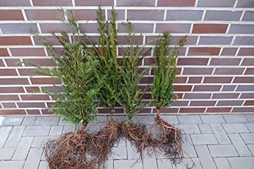 25 Eiben 15-30cm frisch vom Feld Gartenhecke Heckenpflanzen Immergrüne Pflanze Taxus baccata Eiben Wurzelware von PFLANZHITS Ihr Pflanzenpartner