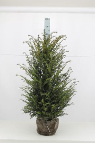 25 Taxus baccata 60-80cm ohne Ballen gemessen– Eibe Ballenware | Immergrüne Heckenpflanze, schnittverträglich & winterhart | Pflegeleicht & langlebig | für ca. 6–7 m Hecke 25 Taxus baccata 60-80cm ohne Ballen gemessen– Eibe Ballenware | Immergrüne Heckenpflanze, schnittverträglich & winterhart | Pflegeleicht & langlebig | für ca. 6–7 m Hecke von PFLANZHITS Ihr Pflanzenpartner