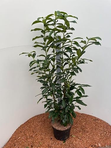 25 x Kirschlorbeer Genolia® 125-150cm im Topf | Immergrüne Heckenpflanze schmal & schnellwachsend | winterhart | Sichtschutz Lorbeerkirsche sofort pflanzbar von PFLANZHITS Ihr Pflanzenpartner