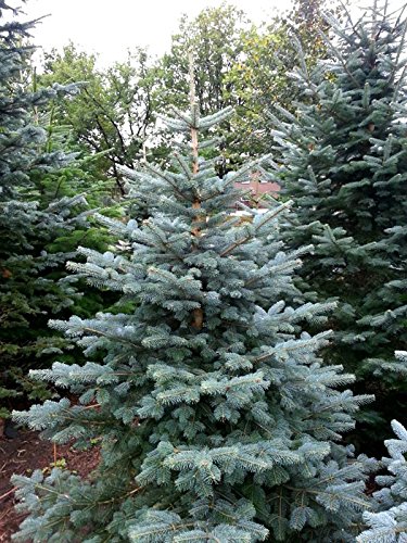 25st. Colorado-Tanne Abies concolor 20-40cm Wurzelware Weihnachtsbaum Gestecke Colorado-Tanne 25st. Colorado-Tanne Abies concolor 20-40cm Wurzelware Weihnachtsbaum Gestecke Colorado-Tanne von PFLANZHITS Ihr Pflanzenpartner