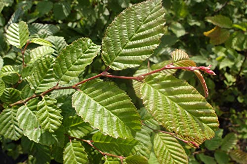 25st. Hainbuche 60-80cm Heckenpflanzen Carpinus betulus Hecke Weißbuche Gartenhecke Hainbuchen Wurzelware 25st. Hainbuche 60-80cm Heckenpflanzen Carpinus betulus Hecke Weißbuche Gartenhecke Hainbuchen Wurzelware von PFLANZHITS Ihr Pflanzenpartner