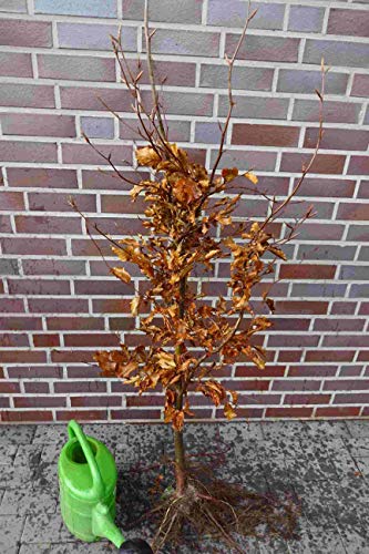 25st. Hainbuchen 80-120cm Heckenpflanzen Carpinus betulus Gartenhecke Wurzelware Hainbuche von PFLANZHITS Ihr Pflanzenpartner