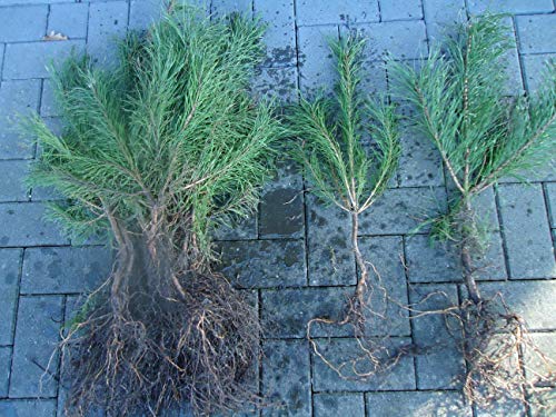 25st. Kiefer "Pinus sylvestris" 30-60cm Waldkiefer Wurzelware Forstpflanzen Nadelgehölze von PFLANZHITS Ihr Pflanzenpartner