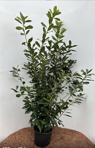 25st. Kirschlorbeer Novita 100-125cm Buschige Pflanzen XXL im Topf reine Pflanzenhöhe Prunus laurocerasus Lorbeer Gartenhecke Sichtschutz Kirschlorbeerhecke von PFLANZHITS Ihr Pflanzenpartner