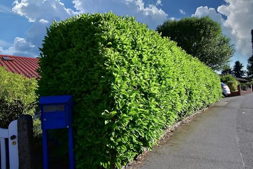 25st. Kirschlorbeer Rotundifolia 125-150cm reine Pflanzenhöhe im Topf Buschige Pflanzen XXL Prunus laurocerasus Lorbeer schnellwachsend Heckenpflanzen von PFLANZHITS Ihr Pflanzenpartner