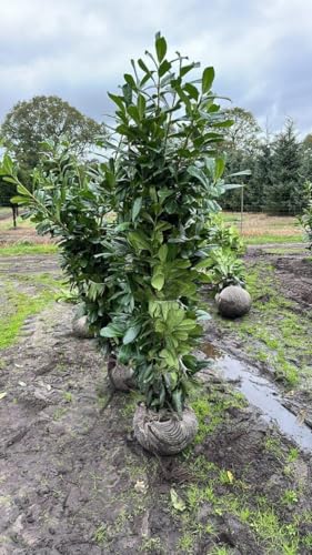 25st. Kirschlorbeer Rotundifolia 125-150cm reine Pflanzenhöhe im Topf Buschige Pflanzen XXL Prunus laurocerasus Lorbeer schnellwachsend Heckenpflanzen von PFLANZHITS Ihr Pflanzenpartner