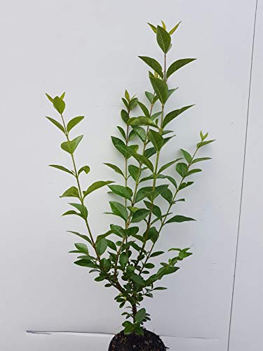 25st. Liguster ovalifolium 50-80cm Ligustrum ovalifolium reine Pflanzhöhe Wurzelware Heckenpflanzen Ligusterhecke Garten von PFLANZHITS Ihr Pflanzenpartner