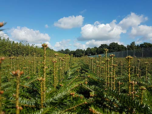 25st. Nordmanntannen 15-25cm 4j. Nordmanntanne Weihnachtsbaum Abies nordmanniana Wurzelware Tannenbaum von PFLANZHITS Ihr Pflanzenpartner