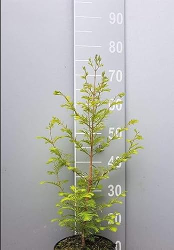 2st. Mammutbaum Set : 1 Riesenmammutbaum 30-40cm + 1 Urweltmammutbaum 50-80cm Sequoiadendron giganteum 2st. Mammutbaum Set : 1 Riesenmammutbaum 30-40cm + 1 Urweltmammutbaum 50-80cm Sequoiadendron giganteum von PFLANZHITS Ihr Pflanzenpartner