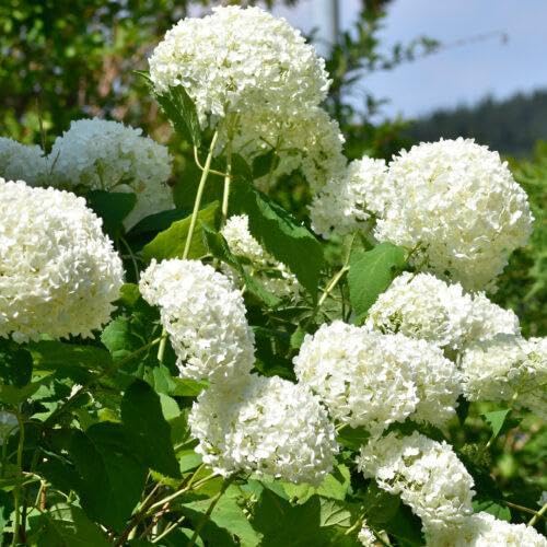 3 Hortensien Hydrangea macrophylla weiß 30–40 cm im Topf | 1x blühende Bauernhortensie großblumig & winterhart | sofort pflanzbar 3 Hortensien Hydrangea macrophylla weiß 30–40 cm im Topf | 1x blühende Bauernhortensie großblumig & winterhart | sofort pflanzbar von PFLANZHITS Ihr Pflanzenpartner