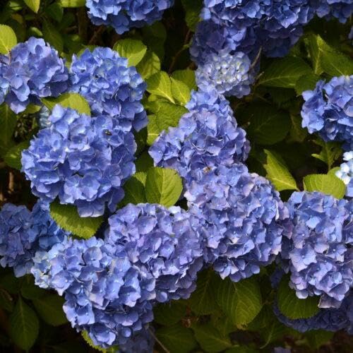 3 x Hortensien Hydrangea macrophylla blau 30–40 cm im Topf | 1x blühende Bauernhortensie großblumig & winterhart | sofort pflanzbar 3 x Hortensien Hydrangea macrophylla blau 30–40 cm im Topf | 1x blühende Bauernhortensie großblumig & winterhart | sofort pflanzbar von PFLANZHITS Ihr Pflanzenpartner