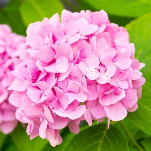 3 x Hortensien Pink Annabelle 40-60 cm im Topf | Hydrangea arborescens rosa | blühende Bauernhortensie großblumig & winterhart | sofort pflanzbar von PFLANZHITS Ihr Pflanzenpartner