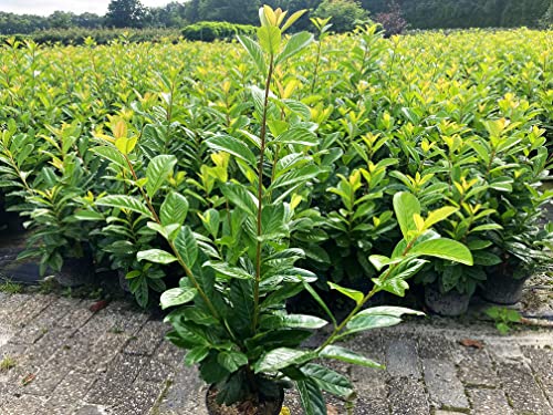 30 Kirschlorbeer Rotundifolia 80-100cm im 3L Topf reine Pflanzenhöhe Prunus laurocerasus Lorbeer schnellwachsend Heckenpflanzen immergrün Premium Qualität vom Gärtner 30 Kirschlorbeer Rotundifolia 80-100cm im 3L Topf reine Pflanzenhöhe Prunus laurocerasus Lorbeer schnellwachsend Heckenpflanzen immergrün Premium Qualität vom Gärtner von PFLANZHITS Ihr Pflanzenpartner