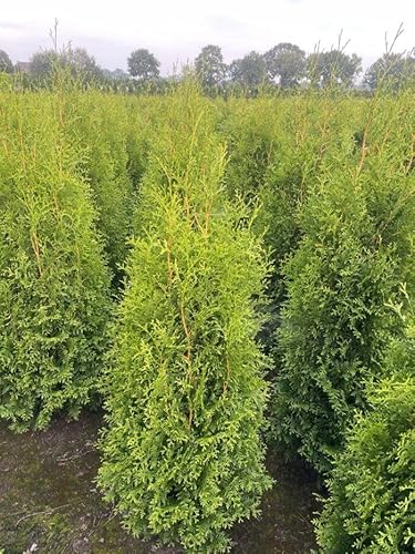 30 Thuja Brabant 140-160cm ohne Topf gemessen frisch vom Feld Gartenhecke Heckenpflanzen Immergrüner Lebensbaum von PFLANZHITS Ihr Pflanzenpartner