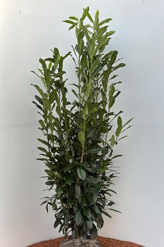 30st. Kirschlorbeer Genolia® 170-200cm Heckenpflanzen im Topf Kirschlorbeeren aus der Baumschule schlank wüchsige Sorte von PFLANZHITS Ihr Pflanzenpartner