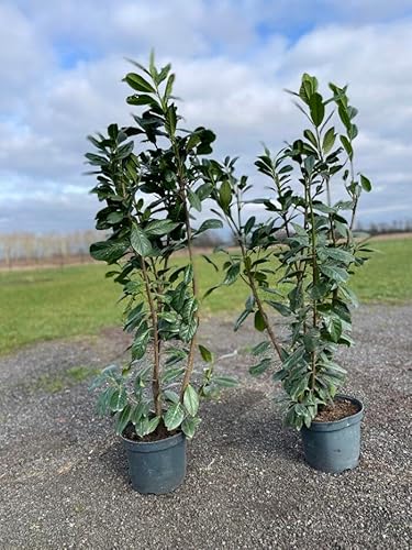 30st. Kirschlorbeer Rotundifolia 125-150cm reine Pflanzenhöhe im Topf Buschige Pflanzen XXL Prunus laurocerasus Lorbeer schnellwachsend Heckenpflanzen von PFLANZHITS Ihr Pflanzenpartner