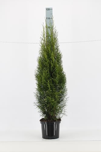 30st. Thuja Smaragd 100-120cm für 10m Hecke Lebensbaum Heckenpflanzen "Edelthuja" von PFLANZHITS Ihr Pflanzenpartner