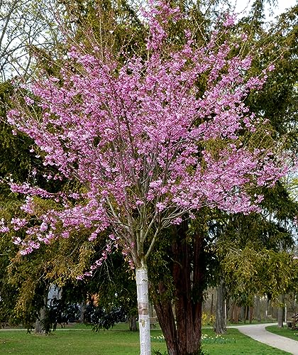 3st. Hochstamm Japanische Nelkenkirsche ‘Kanzan’ Stammhöhe 120-140cm Prunus serrulata von PFLANZHITS Ihr Pflanzenpartner