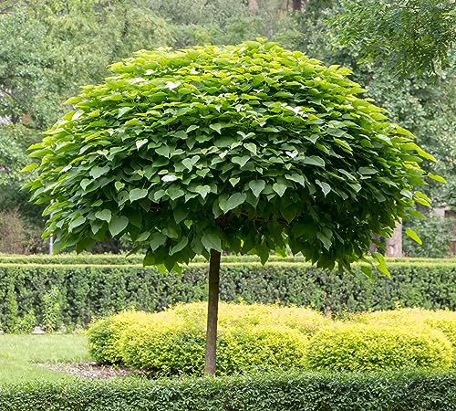 3st. Hochstamm Kugel-Trompetenbaum ‘Nana’ Stammhöhe 120-140cm Catalpa bignonioides von PFLANZHITS Ihr Pflanzenpartner