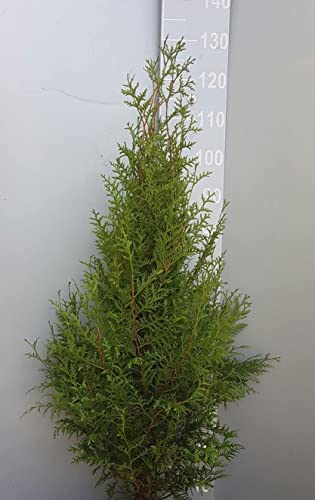 5 Thuja Brabant 90-100cm XXL ohne Topf gemessen frisch vom Feld Gartenhecke Heckenpflanzen Immergrüner Lebensbaum von PFLANZHITS Ihr Pflanzenpartner