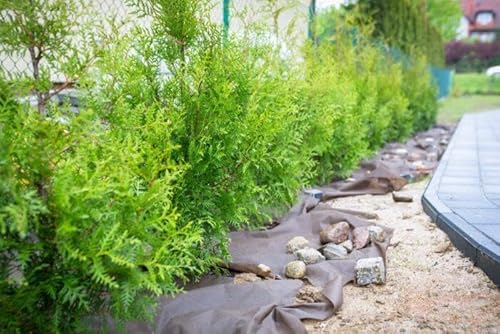 50 x Thuja Brabant 80-120cm XXl ohne Topf gemessen | Immergrüne Heckenpflanze schnellwachsend | Sichtschutz Lebensbaum winterhart | sofort pflanzbar von PFLANZHITS Ihr Pflanzenpartner