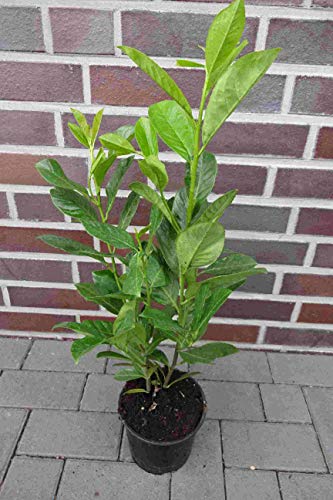 50st. Kirschlorbeer Novita 60-80cm im 3L Topf 3LTopf Buschig XXL Mehrtriebig Heckenpflanzen Prunus laurocerasus Lorbeer Gartenhecke Sichtschutz Kirschlorbeerhecke immergrün, winterhart von PFLANZHITS Ihr Pflanzenpartner