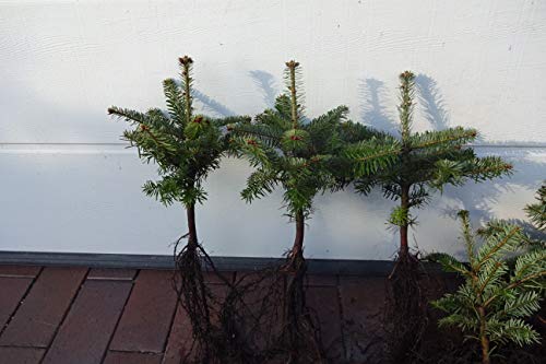 50st. Nordmanntannen 15-25cm 4j. Nordmanntanne Weihnachtsbaum Abies nordmanniana Wurzelware Tannenbaum von PFLANZHITS Ihr Pflanzenpartner