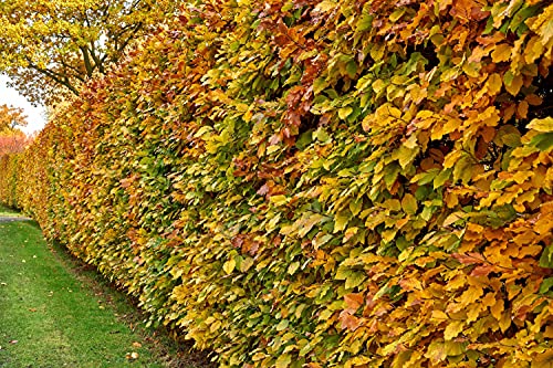50st. Rotbuchen 60-80cm Gartenhecke Heckenpflanzen Fagus sylvatica Rotbuche Wurzelware von PFLANZHITS Ihr Pflanzenpartner