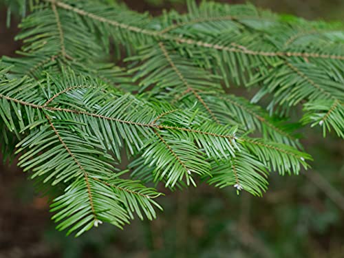 50st.Große Küstentannen 20-40cm Abies grandis Forstpflanzen Nadelgehölze Wurzelware Wald Anpflanzungen Brennholz Kaminholz Tannen von PFLANZHITS Ihr Pflanzenpartner