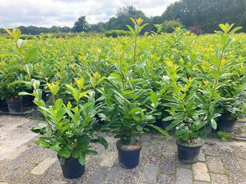 5st. schnellwachsende Kirschlorbeer Rotundifolia 60-100cm im Topf reine Pflanzenhöhe Prunus laurocerasus Lorbeer schnellwachsend Heckenpflanzen von PFLANZHITS Ihr Pflanzenpartner