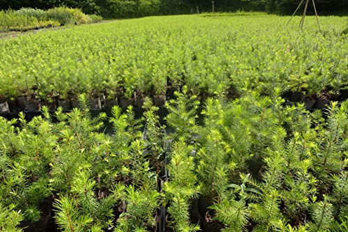 5st. Douglasien 50-80cm im Topf Forstpflanzen Pseudotsuga menziesii viridis Douglasie Nadelgehölze von PFLANZHITS Ihr Pflanzenpartner