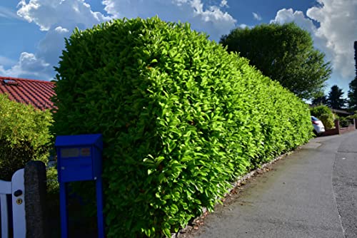 5st. Kirschlorbeer Novita 100-125cm reine Pflanzenhöhe Heckenpflanzen Prunus laurocerasus Lorbeer Gartenhecke Sichtschutz Kirschlorbeerhecke von PFLANZHITS Ihr Pflanzenpartner