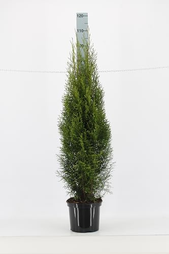 5st. Thuja Smaragd 100-120cm für 10m Hecke Lebensbaum Heckenpflanzen "Edelthuja" von PFLANZHITS Ihr Pflanzenpartner