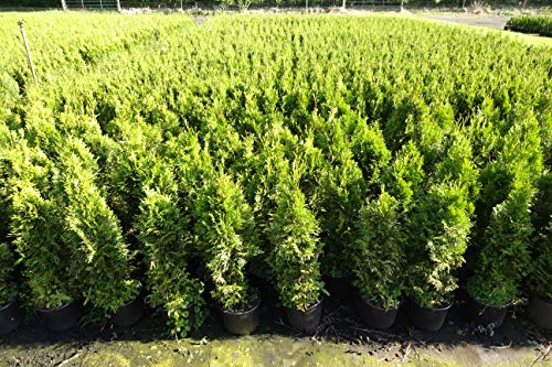 5st. Thuja Smaragd 70-100cm ohne Topf gemessen Heckenpflanzen Lebensbaum Immergrüne Heckenpflanze von PFLANZHITS Ihr Pflanzenpartner