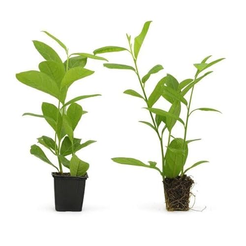 5st. schnellwachsende Kirschlorbeer Rotundifolia 50-80cm im Topf reine Pflanzenhöhe Prunus laurocerasus Lorbeer schnellwachsend Heckenpflanzen 5st. schnellwachsende Kirschlorbeer Rotundifolia 50-80cm im Topf reine Pflanzenhöhe Prunus laurocerasus Lorbeer schnellwachsend Heckenpflanzen von PFLANZHITS Ihr Pflanzenpartner