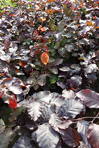 Blutbuchen 5st. 60-80cm rötlicher Austrieb Heckenpflanze Blutbuchen Fagus sylvatica Purpurea Gartenhecke Wurzelware Baum Hecke von PFLANZHITS Ihr Pflanzenpartner