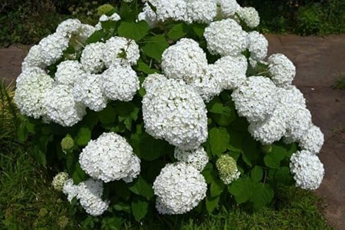 Hortensie Annabelle 40–60 cm im Topf | 1× Hydrangea arborescens | Blühende Gartenpflanze weiß großballig & winterhart | sofort pflanzbar von PFLANZHITS Ihr Pflanzenpartner