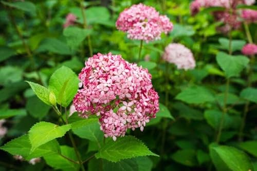 Hortensie Pink Annabelle 40-60 cm im Topf | 1x Hydrangea arborescens rosa | blühende Bauernhortensie großblumig & winterhart | sofort pflanzbar Hortensie Pink Annabelle 40-60 cm im Topf | 1x Hydrangea arborescens rosa | blühende Bauernhortensie großblumig & winterhart | sofort pflanzbar von PFLANZHITS Ihr Pflanzenpartner