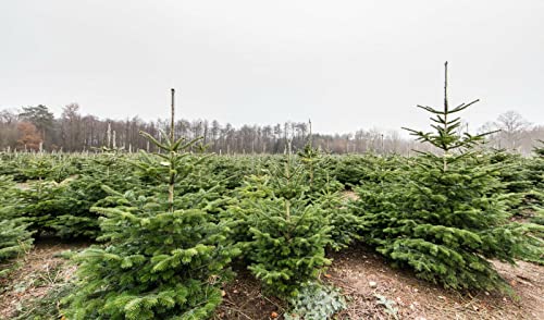 Weihnachtsbaum Set 20 Pflanzen ideal zum Aufpflanzen von Weihnachtsbäumen Nordmanntannen + Korktannen + Blaufichten + Nobilis günstig als Set selber Weihnachtsbäume anpflanzen Wurzelware von PFLANZHITS Ihr Pflanzenpartner