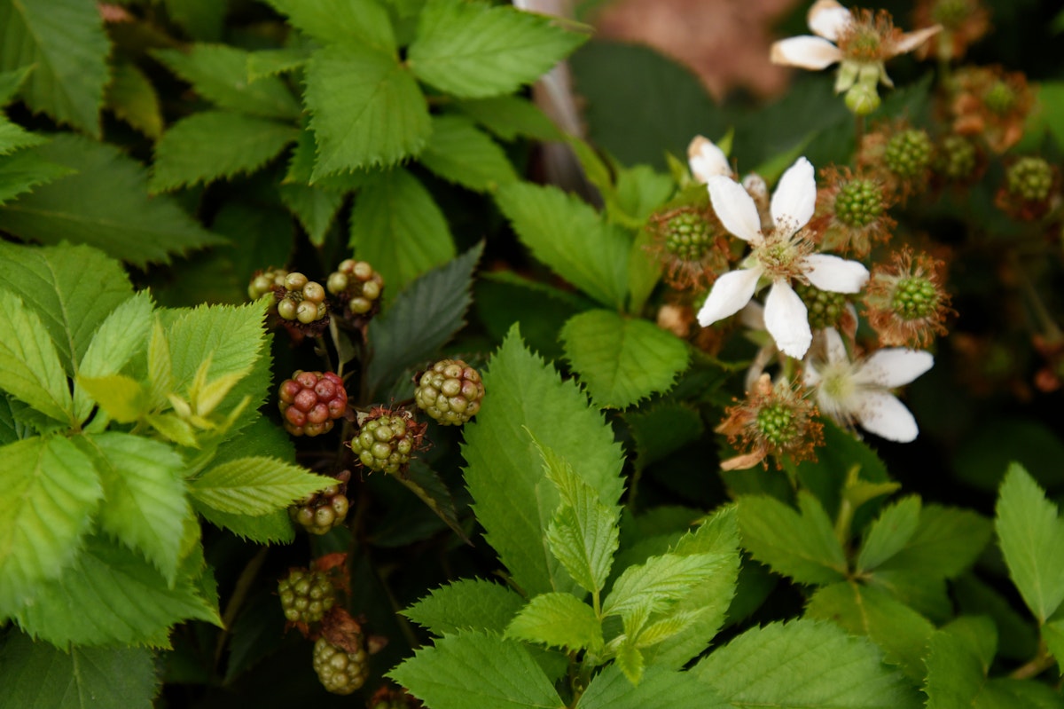 4-Monats-Brombeere 'Lucky Berry'® von PFS Gartenwelten