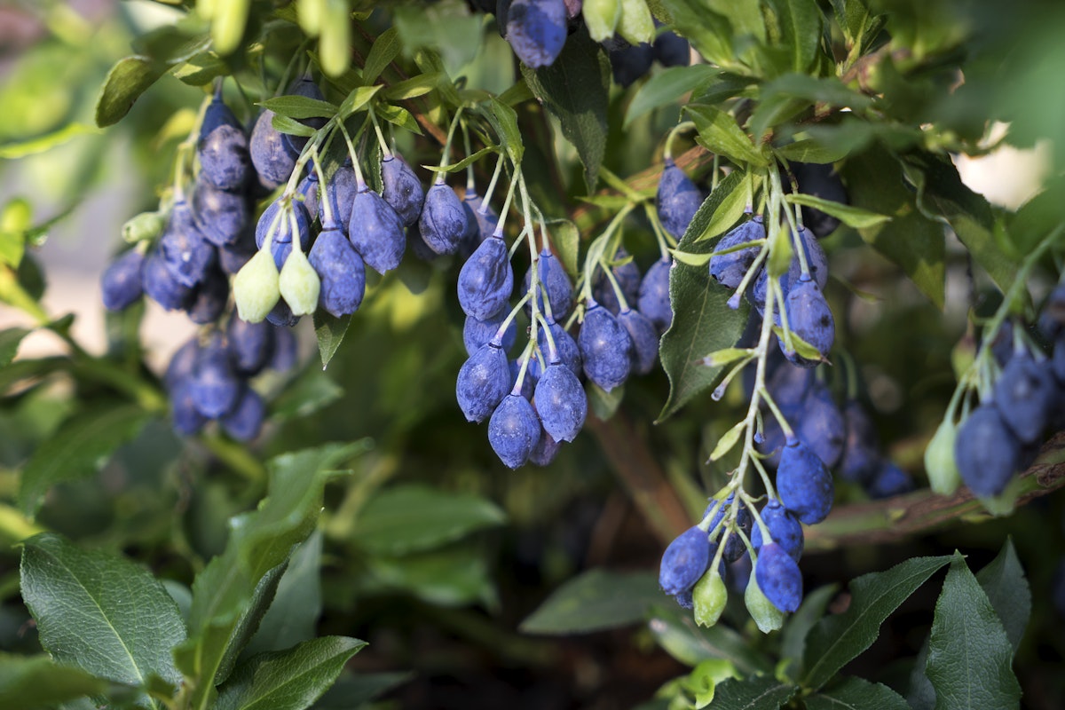 4-Monats-Heidelbeere 'Lucky Berry'® von PFS Gartenwelten