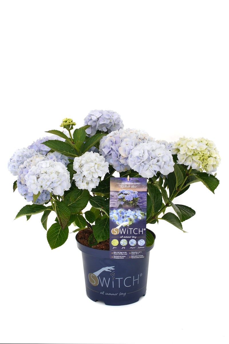 Bauernhortensie 'Switch' ® Kallisto blue von PFS Gartenwelten